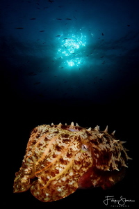 Cuttlefisch, Banda sea, Indonesia, double exposure. by Filip Staes 